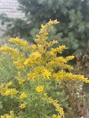 Solidago
