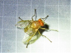Ormia