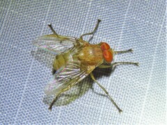 Ormia