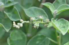 Croton ciliatoglandulifer