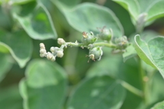 Croton ciliatoglandulifer