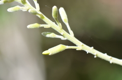 Sophora tomentosa