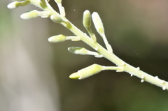 Sophora tomentosa