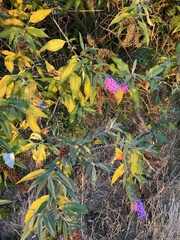 Buddleja davidii
