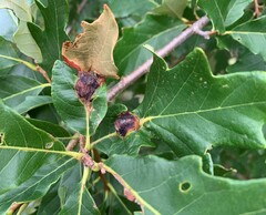 Andricus quercuspetiolicola