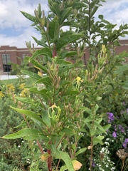 Oenothera curtiflora