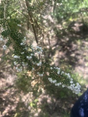 Erica scabriuscula
