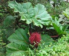 Gunnera