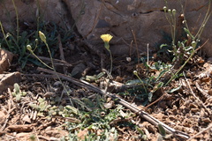 Reichardia picroides