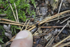 Ectobius sylvestris