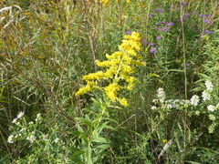 Solidago canadensis