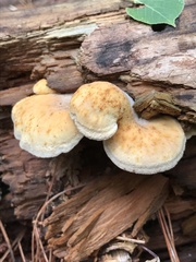 Tapinella panuoides