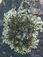 Xanthoparmelia stenophylla