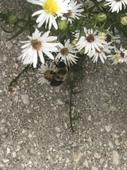 Bombus impatiens