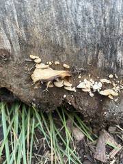 Panellus