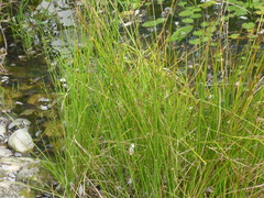 Juncus