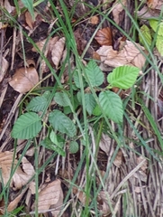 Betulaceae