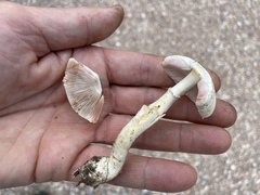 Minoriopsis