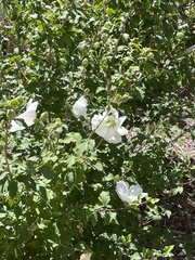 Argemone pleiacantha