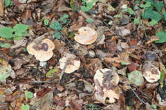 Lactarius quietus