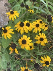 Rudbeckia