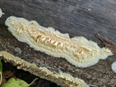 Coniophora puteana