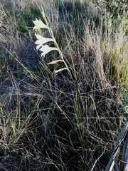 Gladiolus tristis