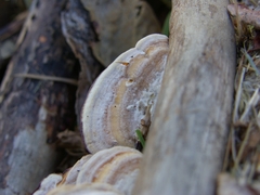 Trichaptum subchartaceum