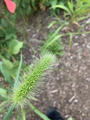 Setaria