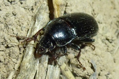 Zabrus tenebrioides