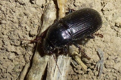 Zabrus tenebrioides