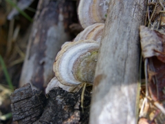 Trichaptum subchartaceum