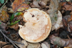 Lactarius quietus