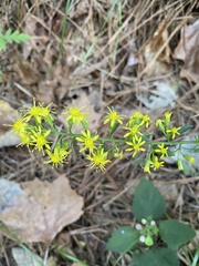 Solidago erecta