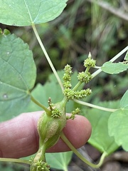 Neolasioptera boehmeriae