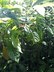Psychotria nervosa