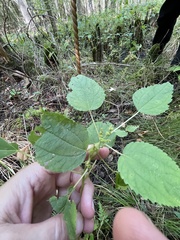 Neolasioptera boehmeriae