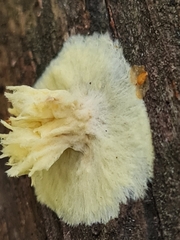 Coniophora puteana