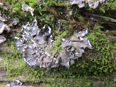 Peltigera neckeri