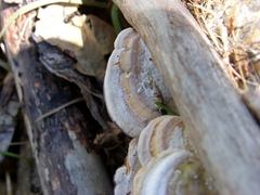 Trichaptum subchartaceum