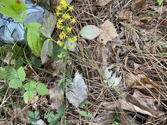 Solidago erecta