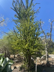 Alluaudia humbertii