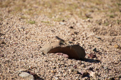 Callisaurus draconoides