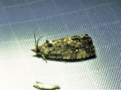 Gymnandrosoma punctidiscanum