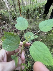 Neolasioptera boehmeriae