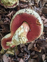 Rubroboletus satanas