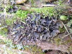 Peltigera neckeri