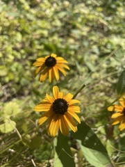 Rudbeckia hirta