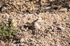 Callisaurus draconoides