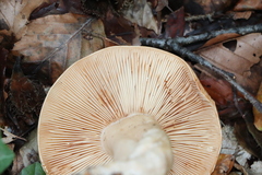 Lactarius quietus